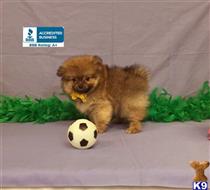 pomeranian puppy posted by Rhonda Wallace